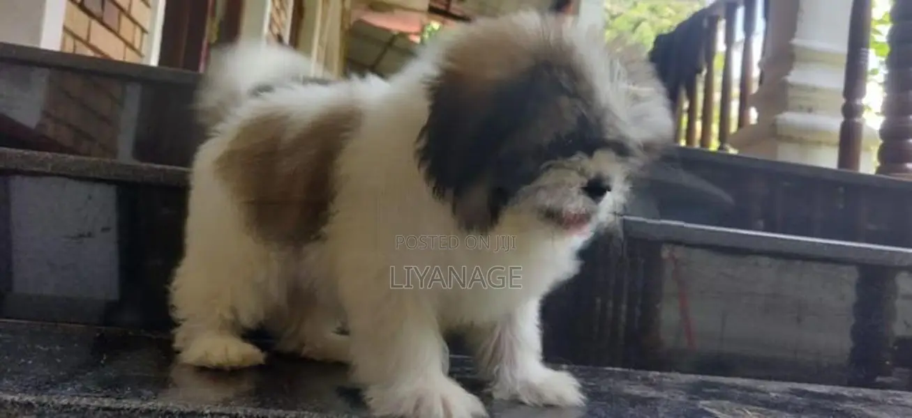 Shit Tzu Puppy
