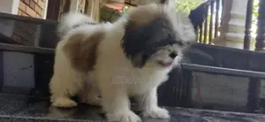 Shit Tzu Puppy
