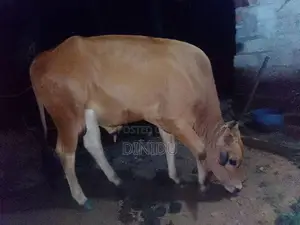 Jersey Cow