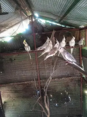 Cocktails Birds