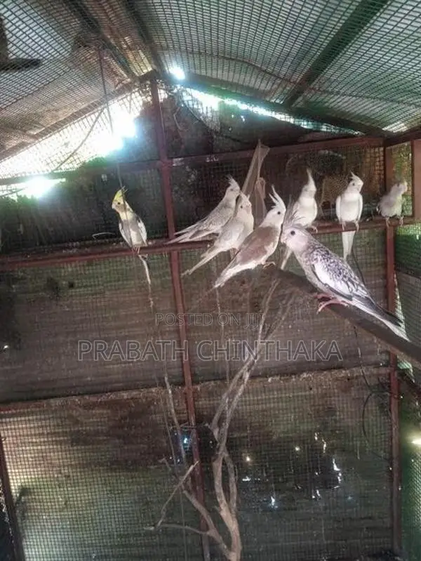 Cocktails Birds