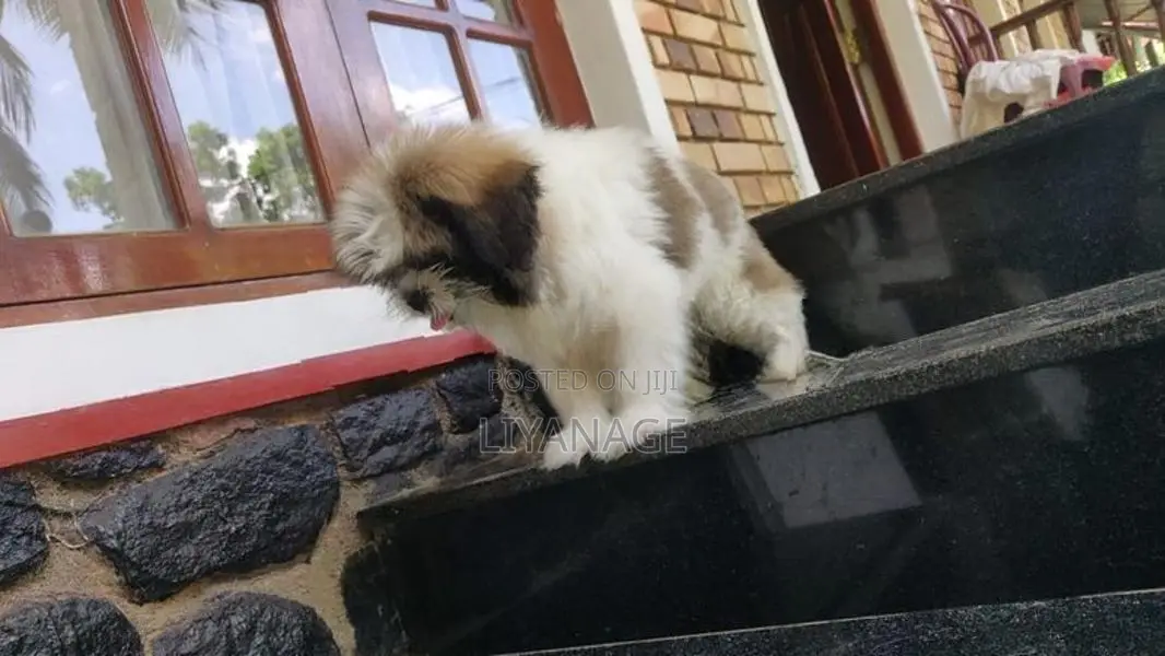 Shit Tzu Puppy