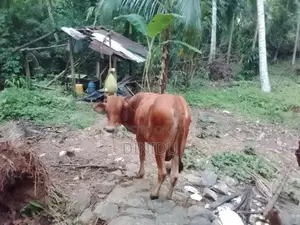 Jersey Cow