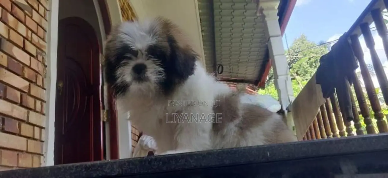 Shit Tzu Puppy