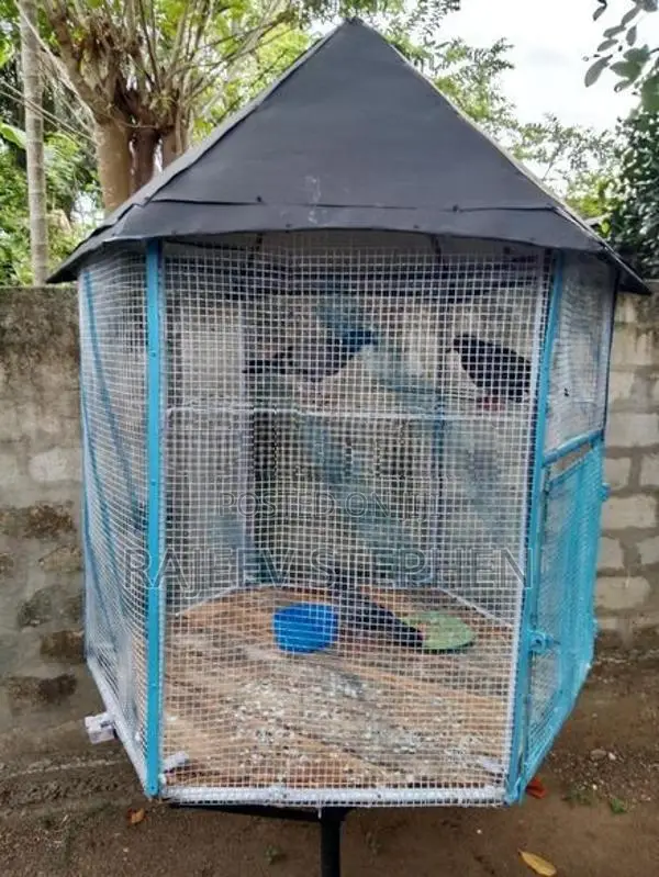 Bird Cage