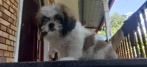 Shit Tzu Puppy