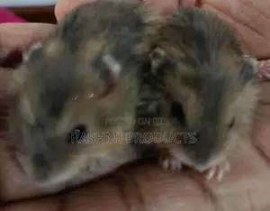 Hamstar
