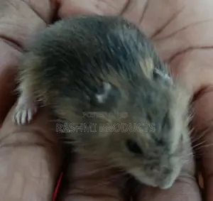 Hamstar
