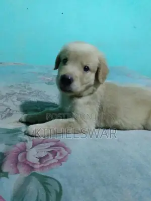 Golden Retriever Puppies