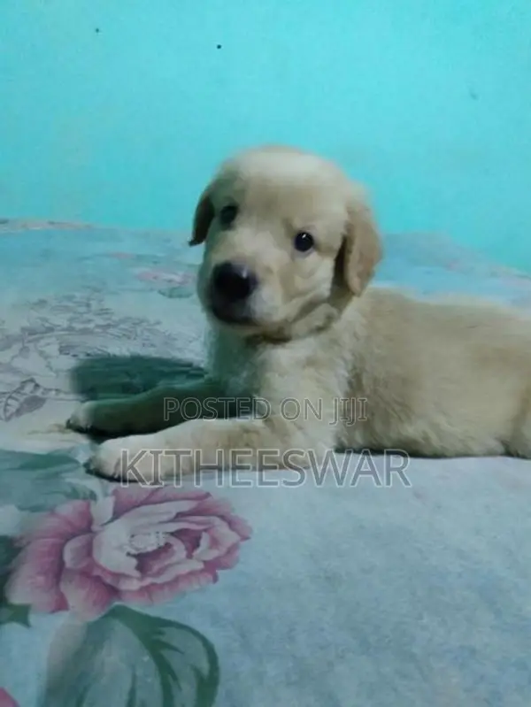 Golden Retriever Puppies