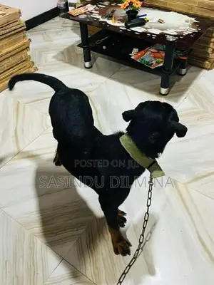 Rottweiler Dog