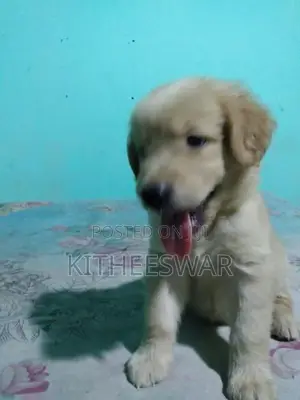 Golden Retriever Puppies