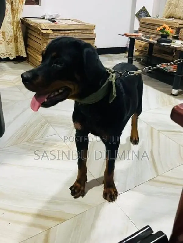 Rottweiler Dog