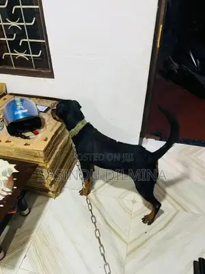 Rottweiler Dog