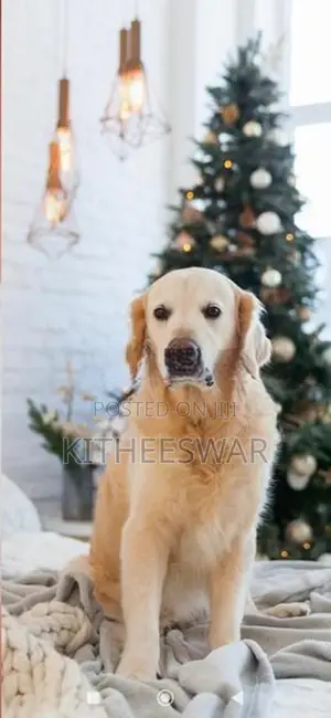 Golden Retriever Puppies