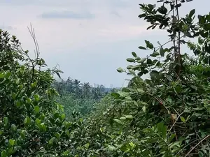 Land for Sale in Meegoda