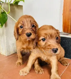 Cocker Spaniel Puppies
