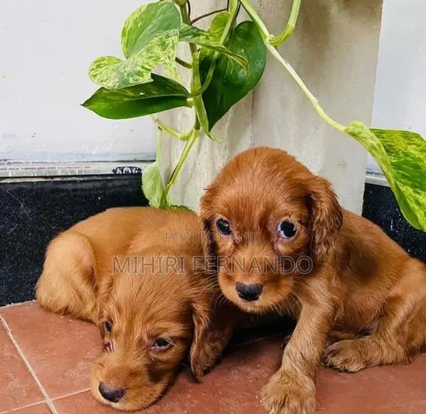 Cocker Spaniel Puppies