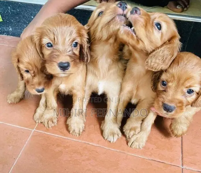 Cocker Spaniel Puppies