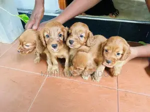 Cocker Spaniel Puppies