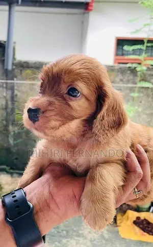 Cocker Spaniel Puppies