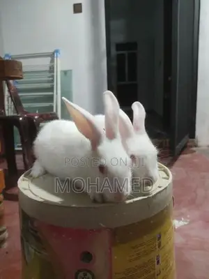 White Giant Rabbit