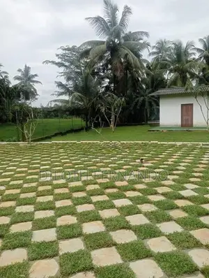 Grass Carpet Malaysian