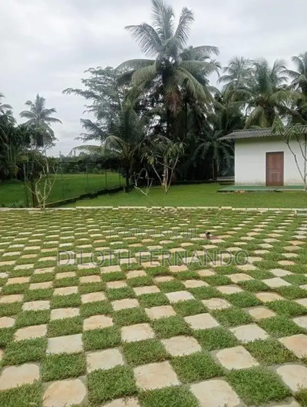 Grass Carpet Malaysian