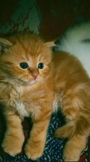 Persian Cat