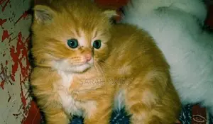 Persian Cat