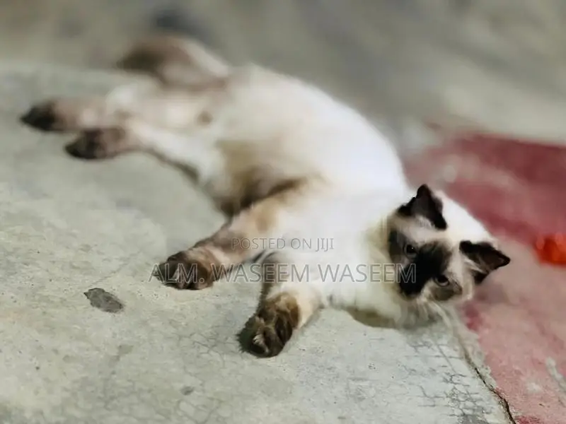 Blue Eyes Persian Kitten