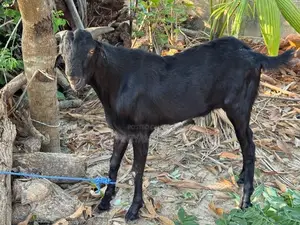 Farm Goat