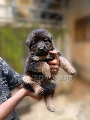 German Shepherd Puppies