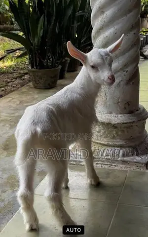 Shanon Goats
