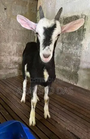 Shanon Goats