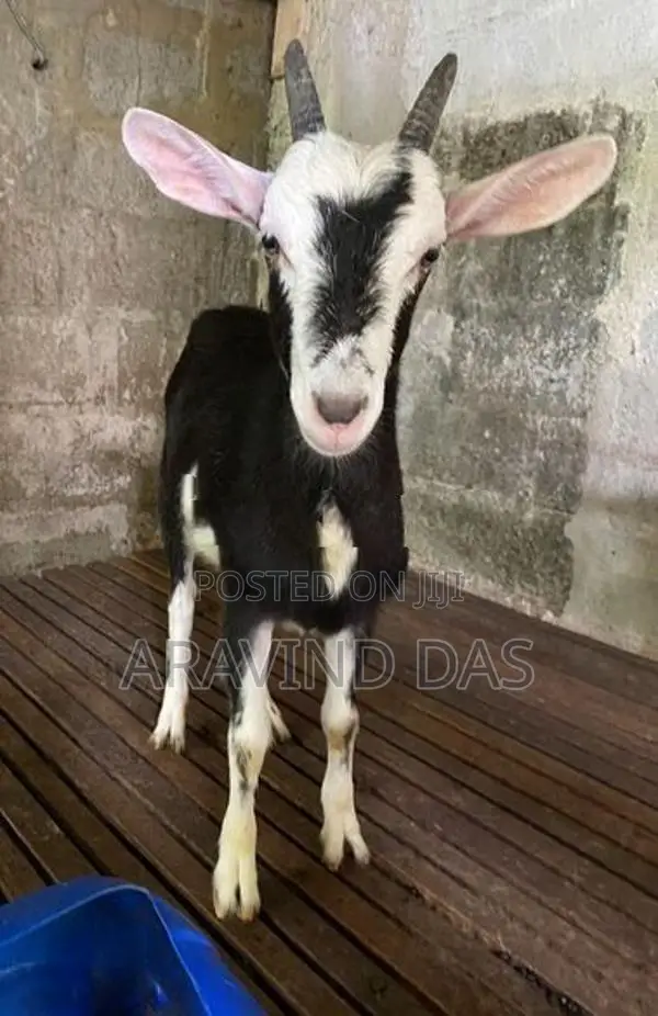 Shanon Goats