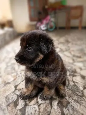 German Shepherd Puppies
