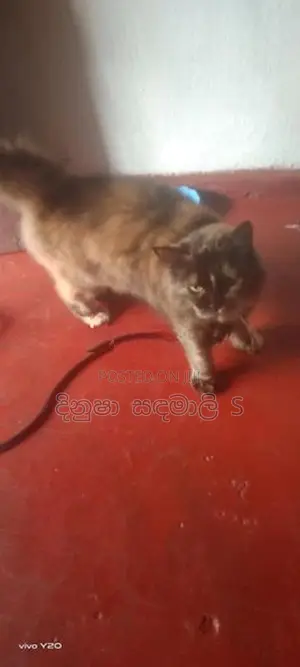 Persian පුසන්