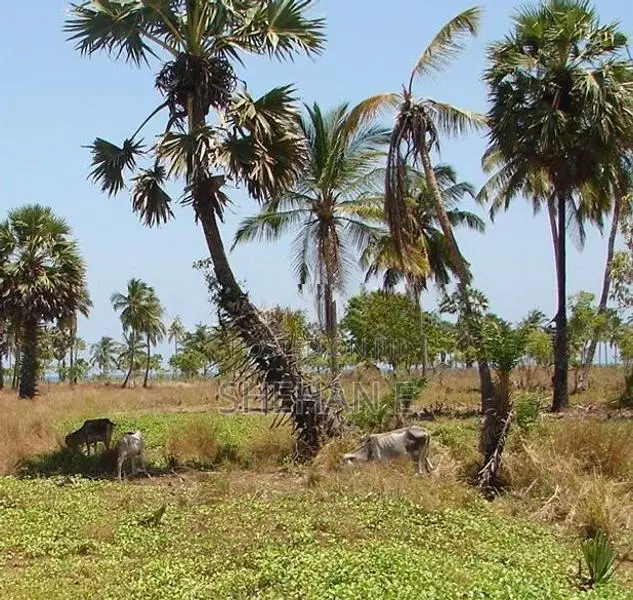Prime Land for Sale Near Pasikuda Beach