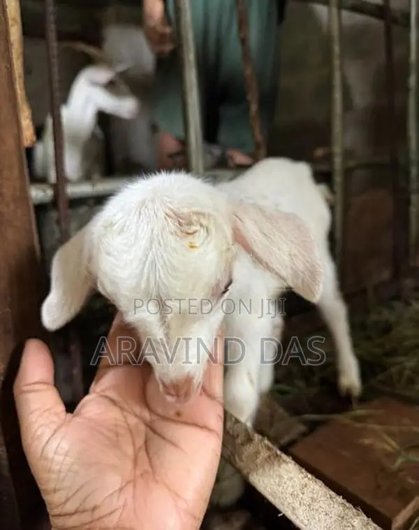 Shanon Goats