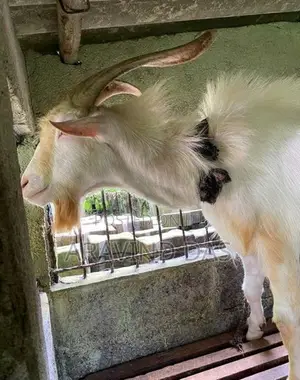 Shanon Goats