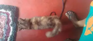 Persian පුසන්