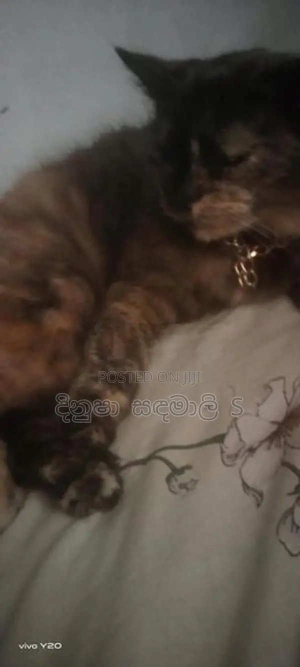 Persian පුසන්
