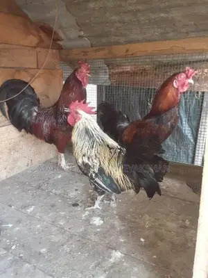 Rooster