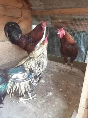 Rooster