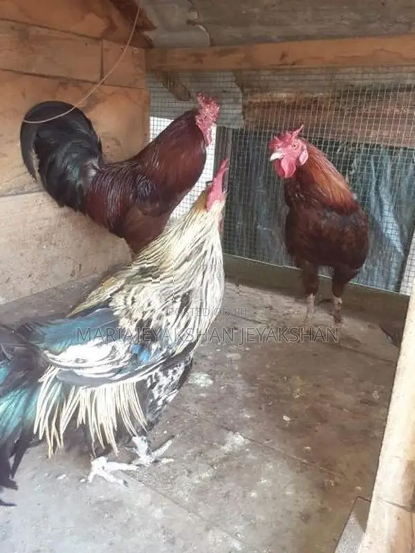 Rooster