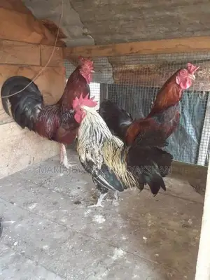 Rooster