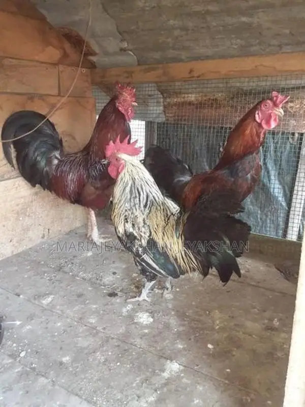 Rooster