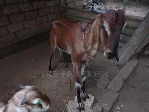மறி ஆடு