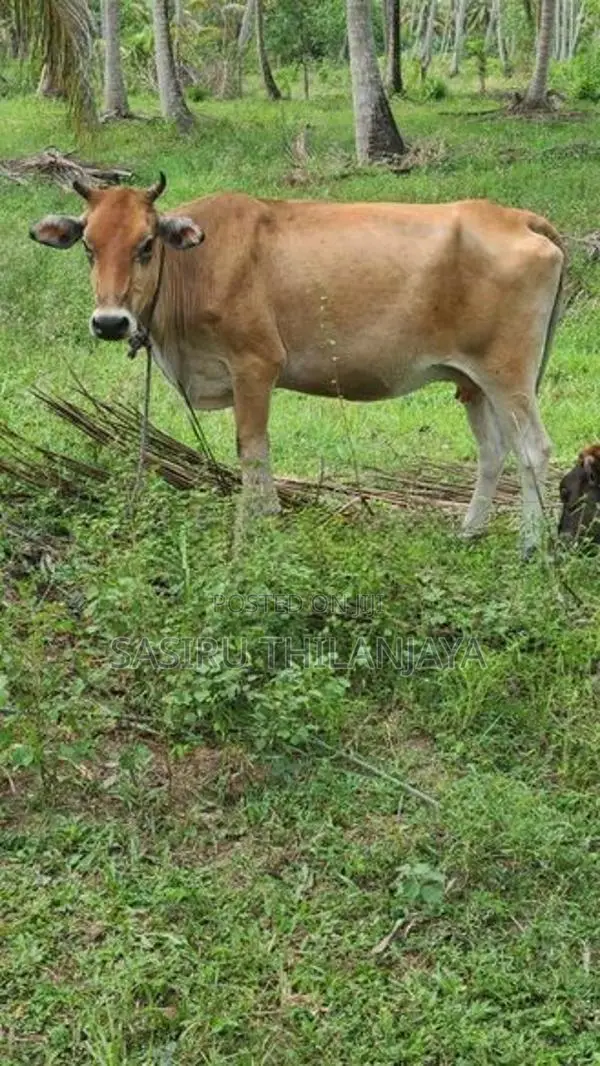 Milk Cow